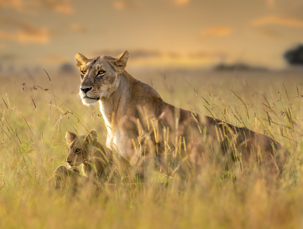 Savanna Lioness and Cub by Yousef Abuaisheh — canvas wall art