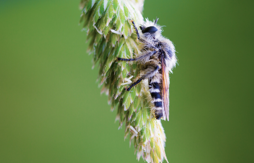 Furry Fly On Green Stem by Wisam Hassan — canvas wall art
