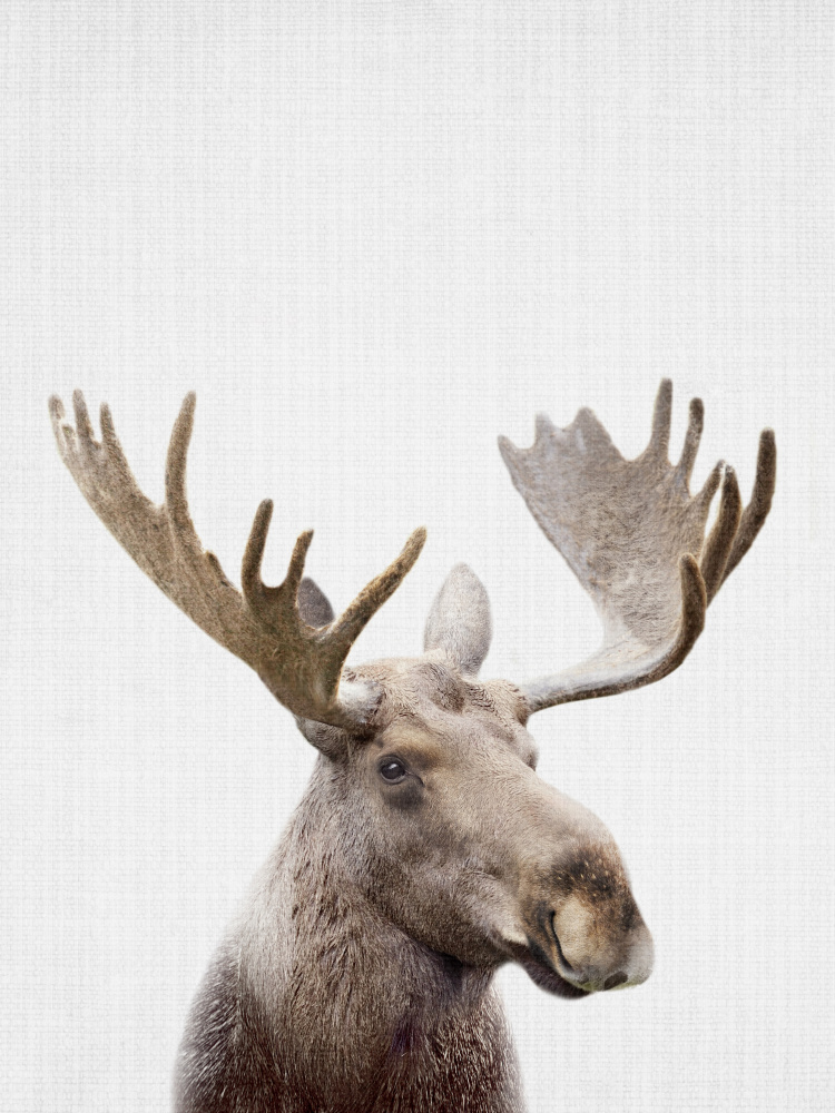 Majestic Moose Portrait by Lila & Lola — canvas wall art