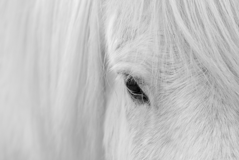 White Horse Gaze by John Fan — canvas wall art
