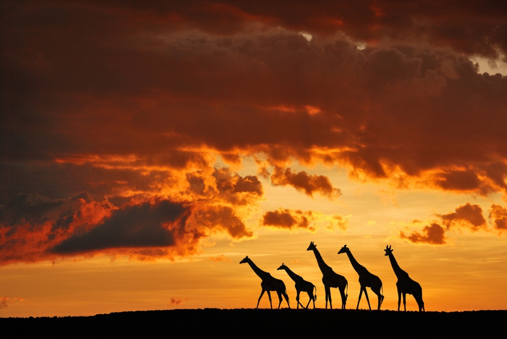 Majestic Giraffes Sunset Sky by Muriel Vekemans — canvas wall art