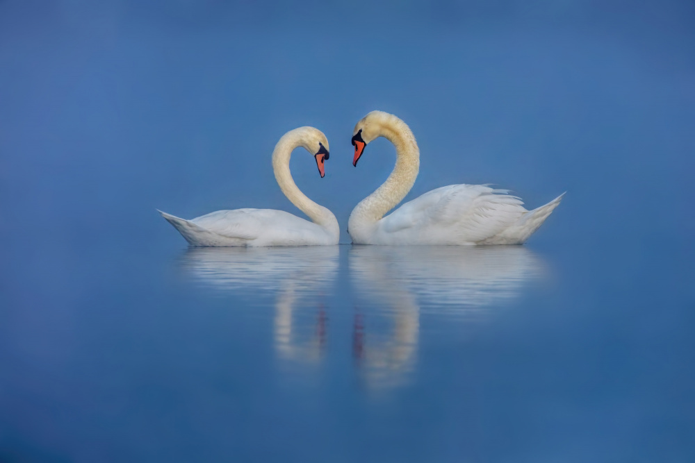 Swans in Love by Wei Liu — canvas wall art