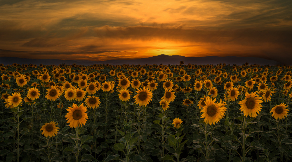 Sunflowers At Sunset by Isam Telhami — canvas wall art