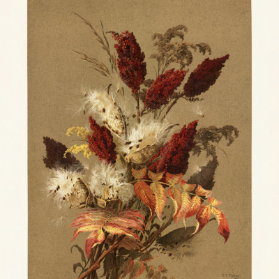 Sumac and Milkweed By Ellen Thayer Fisher