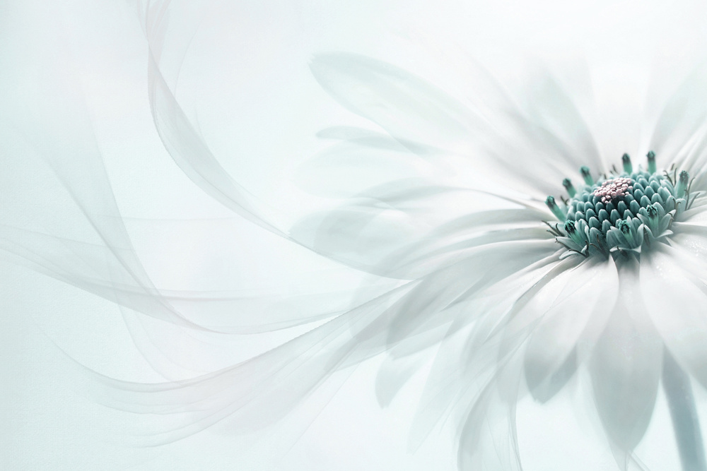 Delicate Teal Daisy by Jacky Parker — canvas wall art