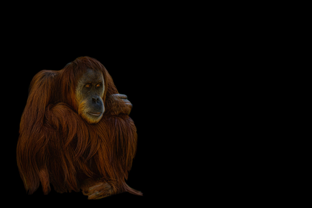 Thoughtful Orangutan Portrait by Georgios Tsikiridis — canvas wall art