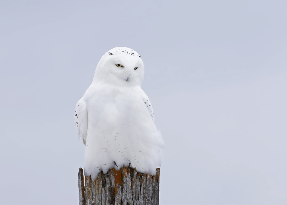 Snowy Owl Winter Watch by Jim Cumming — canvas wall art