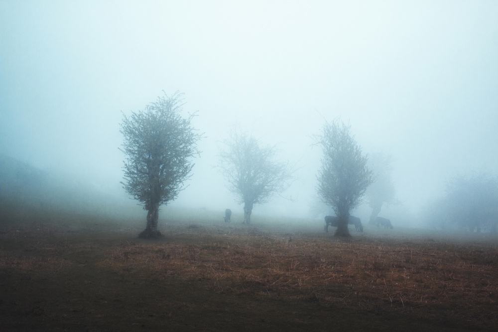Misty Trees and Horses by Asef Azimaie — canvas wall art