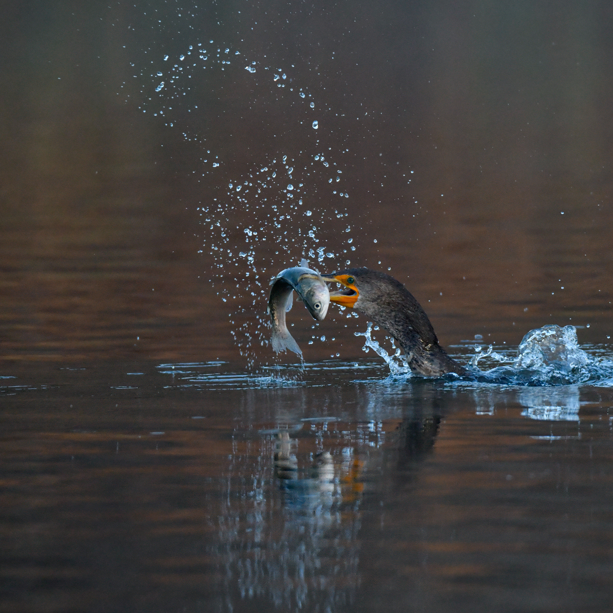 The cormorant clamped down on its breakfast