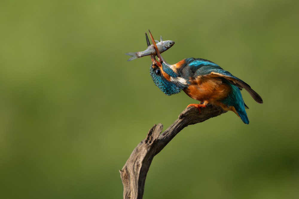 Vibrant Kingfisher's Catch by Tom Meier — canvas wall art
