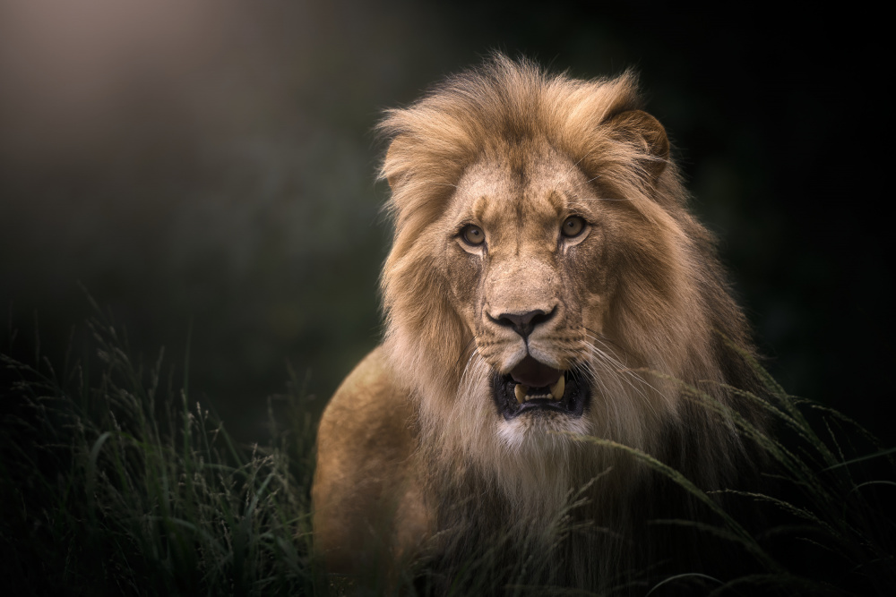 Fierce Lion Gaze by Ricardo Gayan — canvas wall art