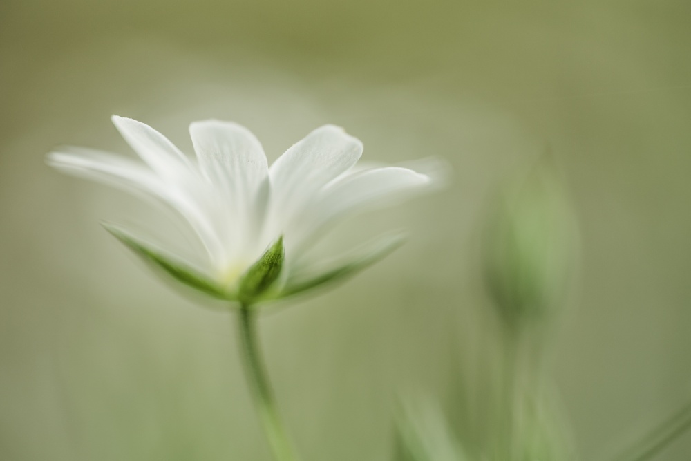 Soft White Flower by Roelof de Hoog — canvas wall art