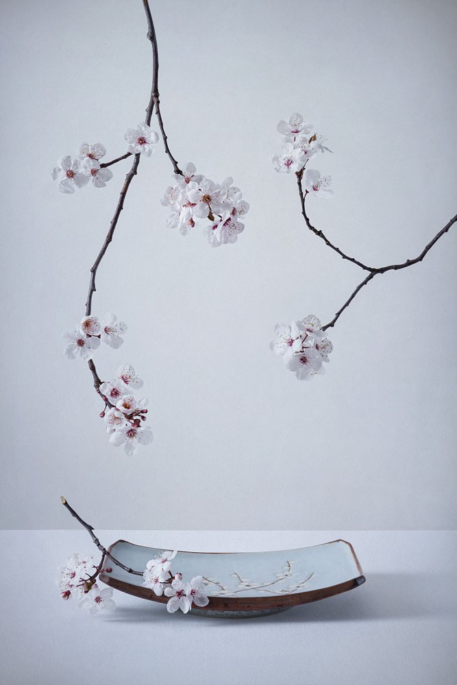 Delicate Sakura Still Life by Inna Karpova — canvas wall art