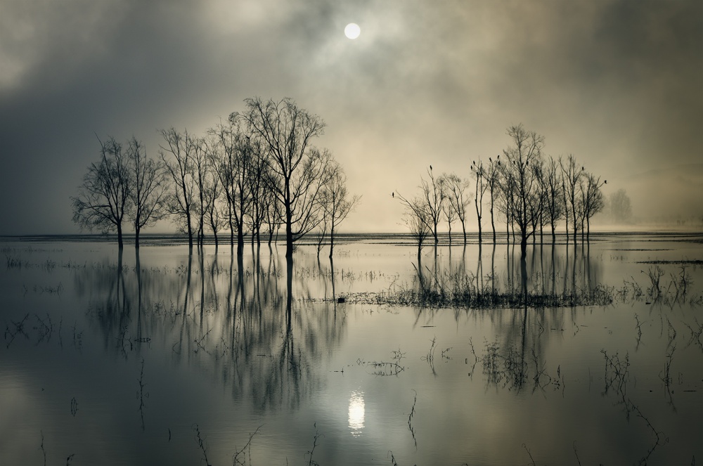 Misty Moonlit Trees by joanne_flj — canvas wall art