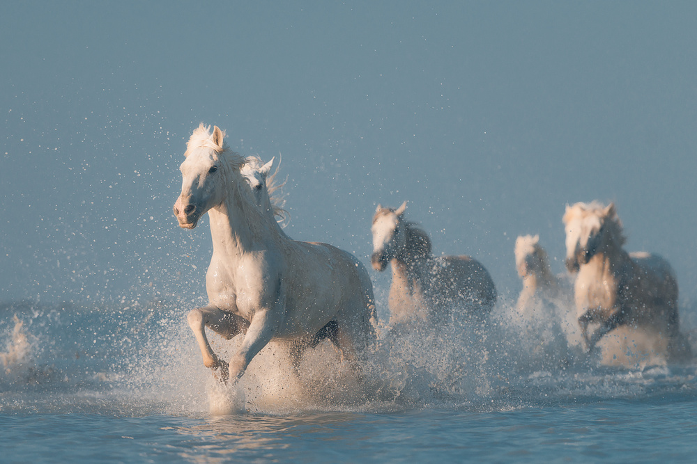 White Horses Running Wild by Rostovskiy Anton — canvas wall art
