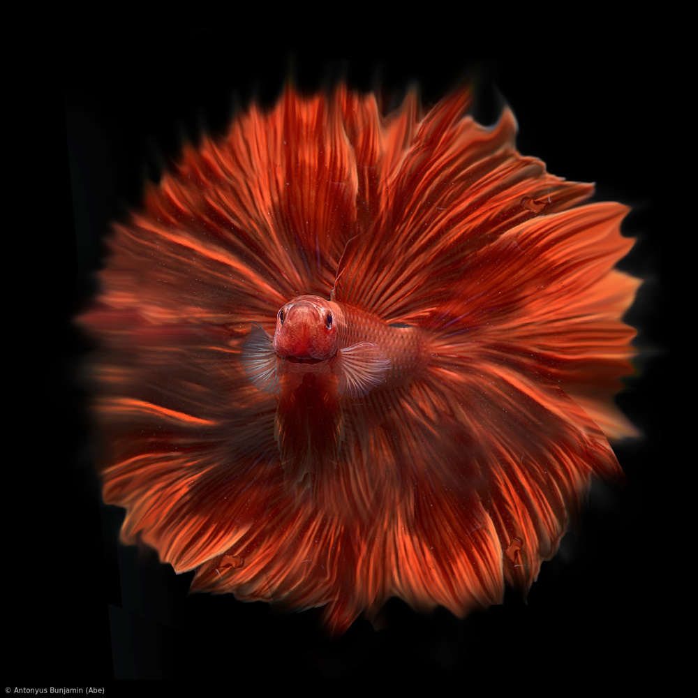 Crimson Betta Bloom by Antonyus Bunjamin (Abe) — canvas wall art