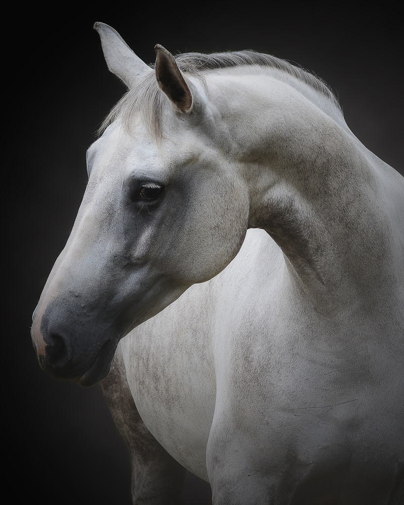 Majestic White Horse by Avishai Avivi — canvas wall art