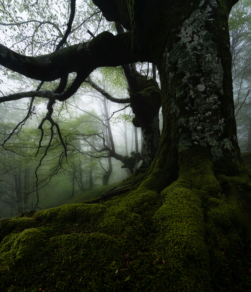 Mossy Forest Fog by Jesus Concepcion Alvarado — canvas wall art