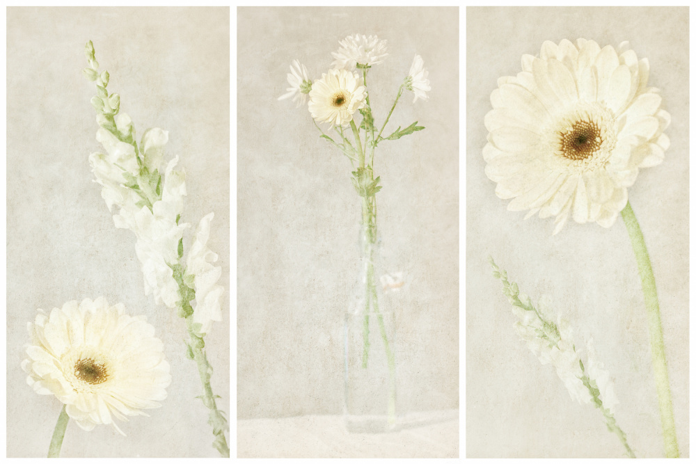 Soft White Blooms by Gustav Davidsson — canvas wall art