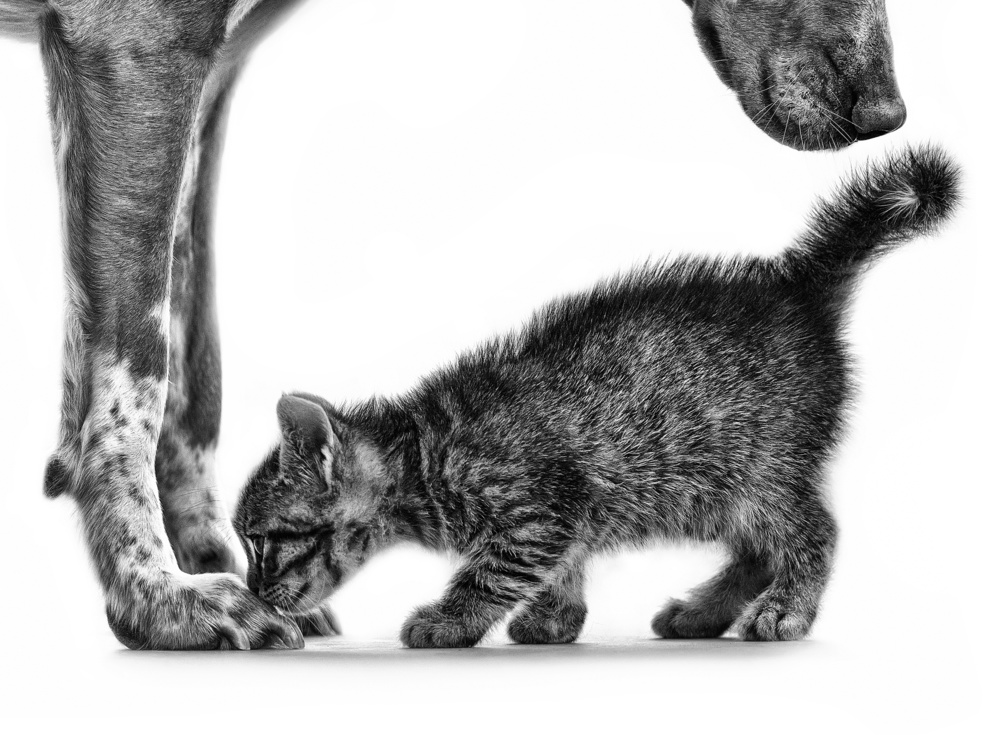 Gentle Dog Kitten by Monte Pi (10catsplus) — canvas wall art