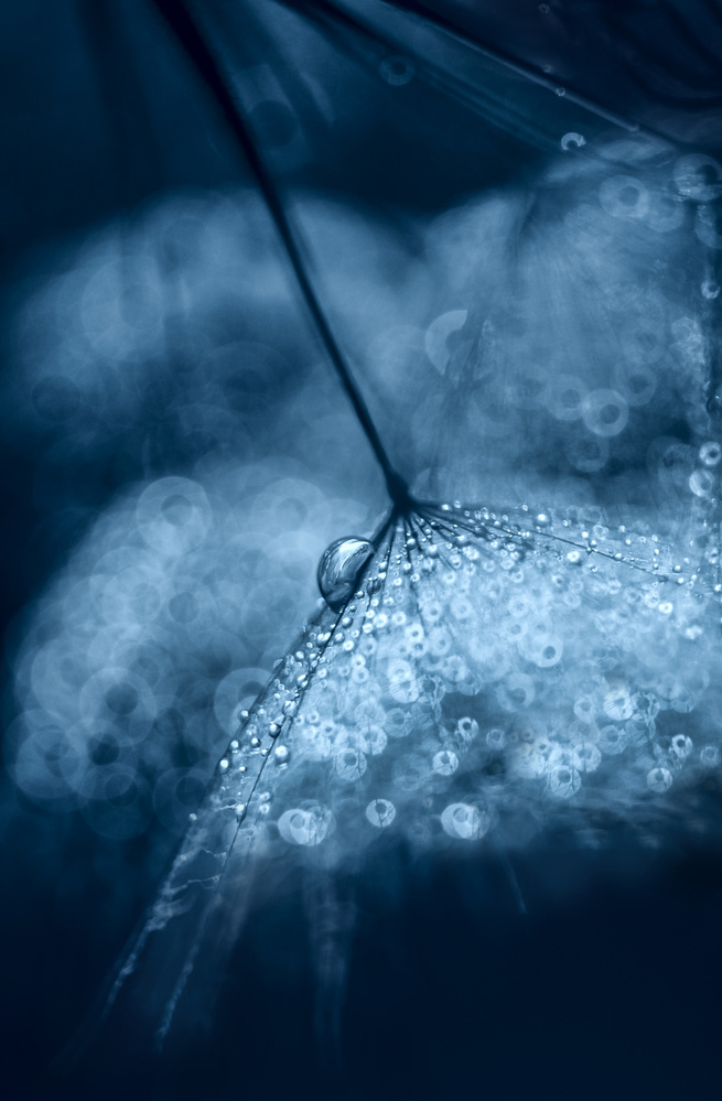Blue Dandelion Dew Drops by Ivelina Blagoeva — canvas wall art