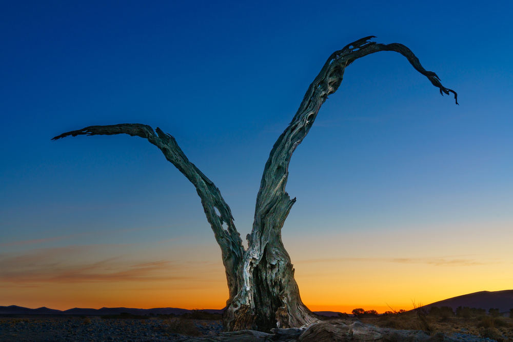 Desert Twilight Tree by Erik Proper — canvas wall art
