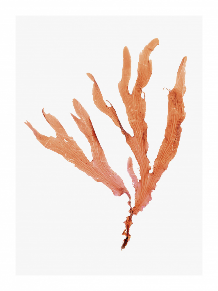 Seaweed by Shot by Clint — canvas wall art