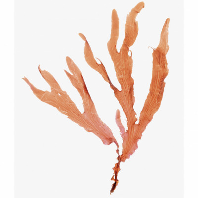 Seaweed