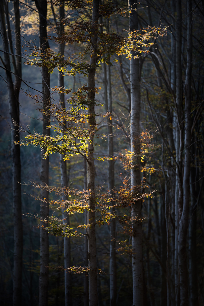 Golden Light Forest by Marco Galimberti — canvas wall art