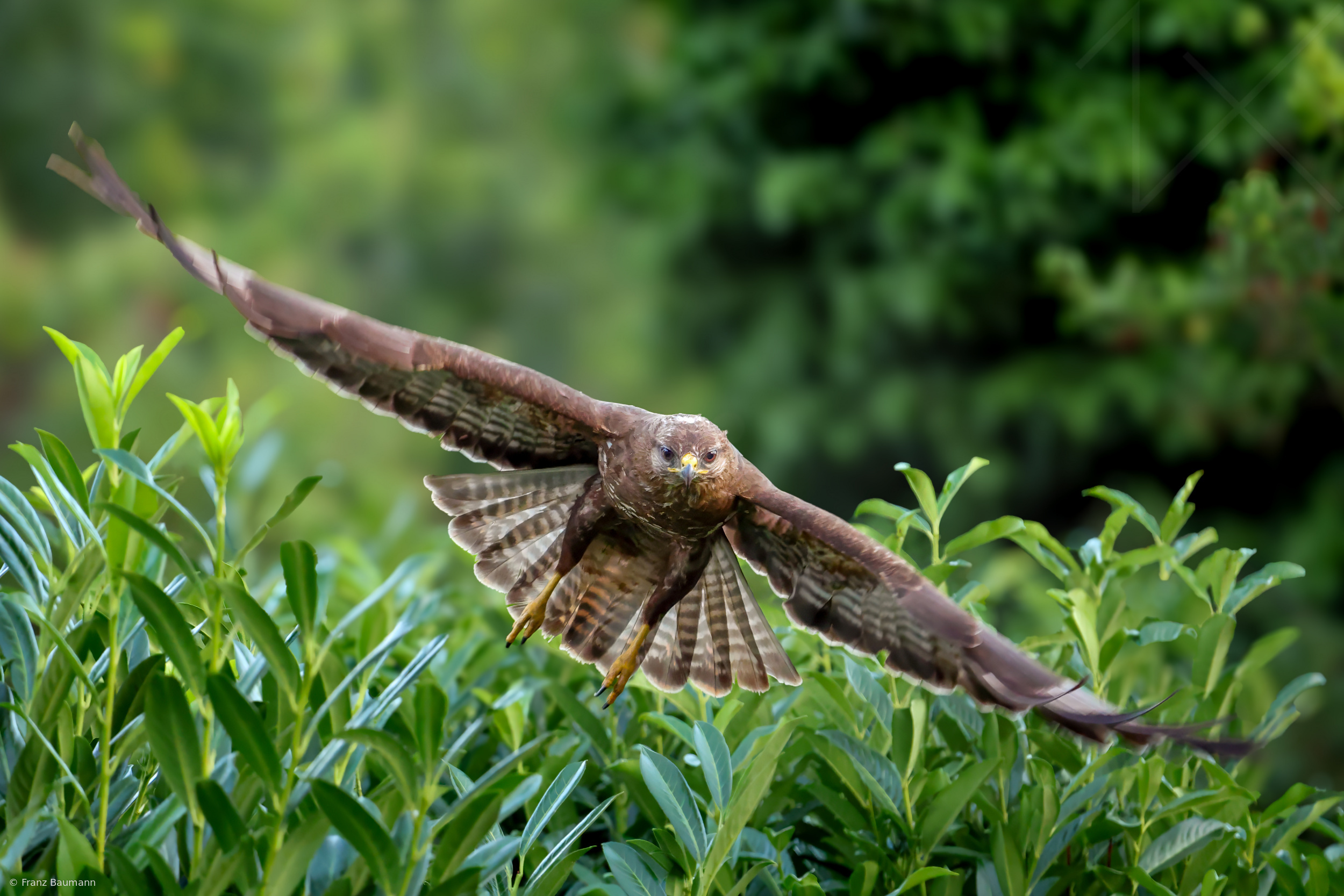 Incoming Buzzard