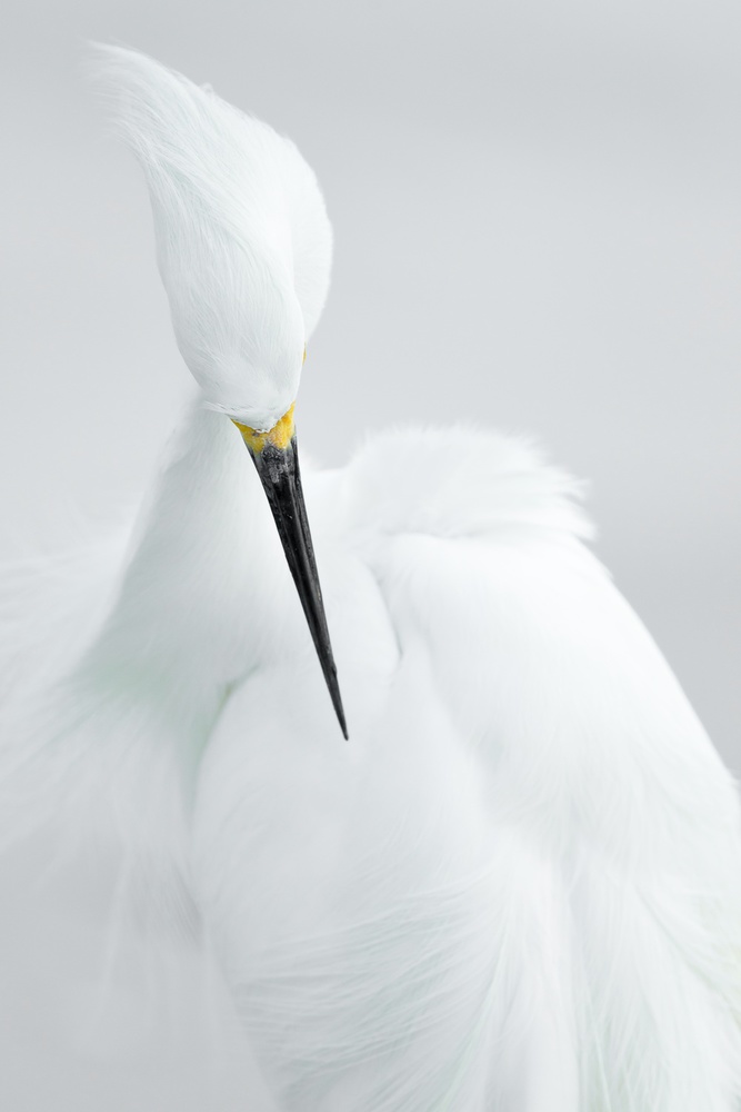 Graceful Snowy Egret by Rostislav Kralik — canvas wall art