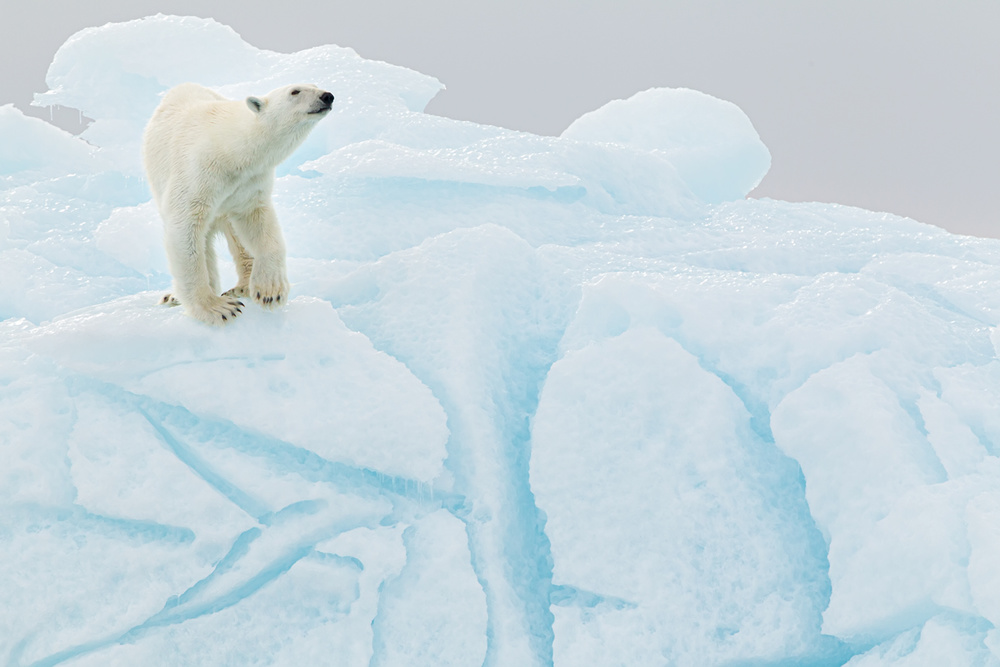 Polar Bear On Ice by Joan Gil Raga — canvas wall art