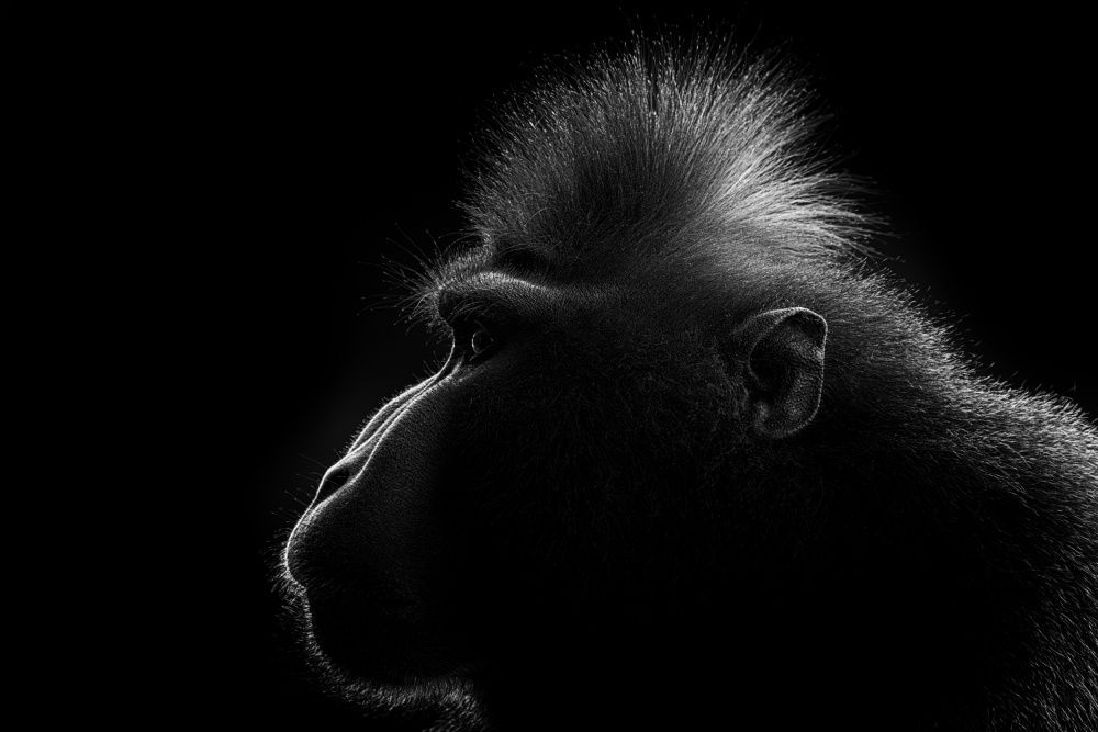Elegant Monkey Profile by Azim Khan Ronnie — canvas wall art