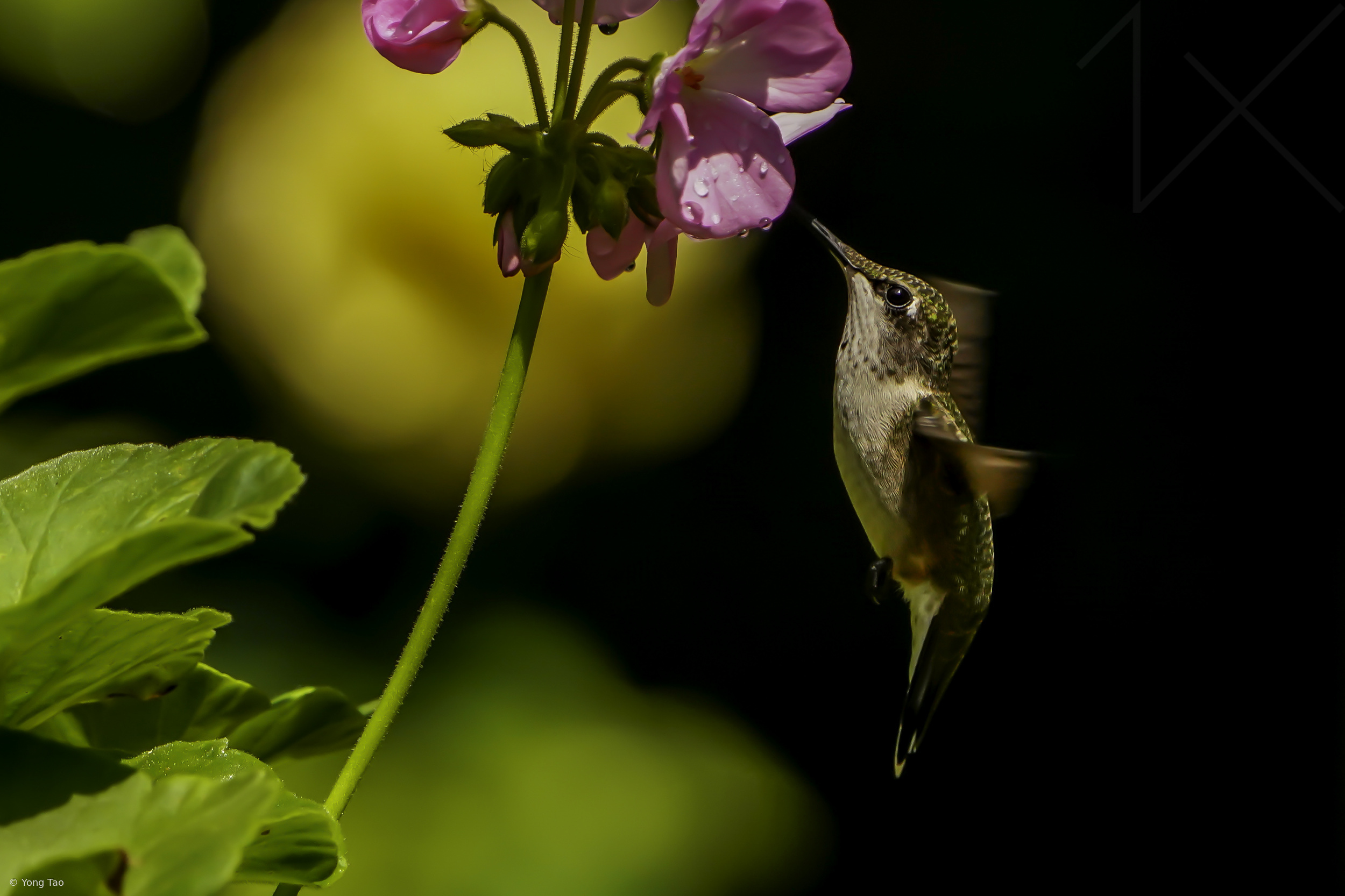 Hummingbird and Geranium by Yong Tao