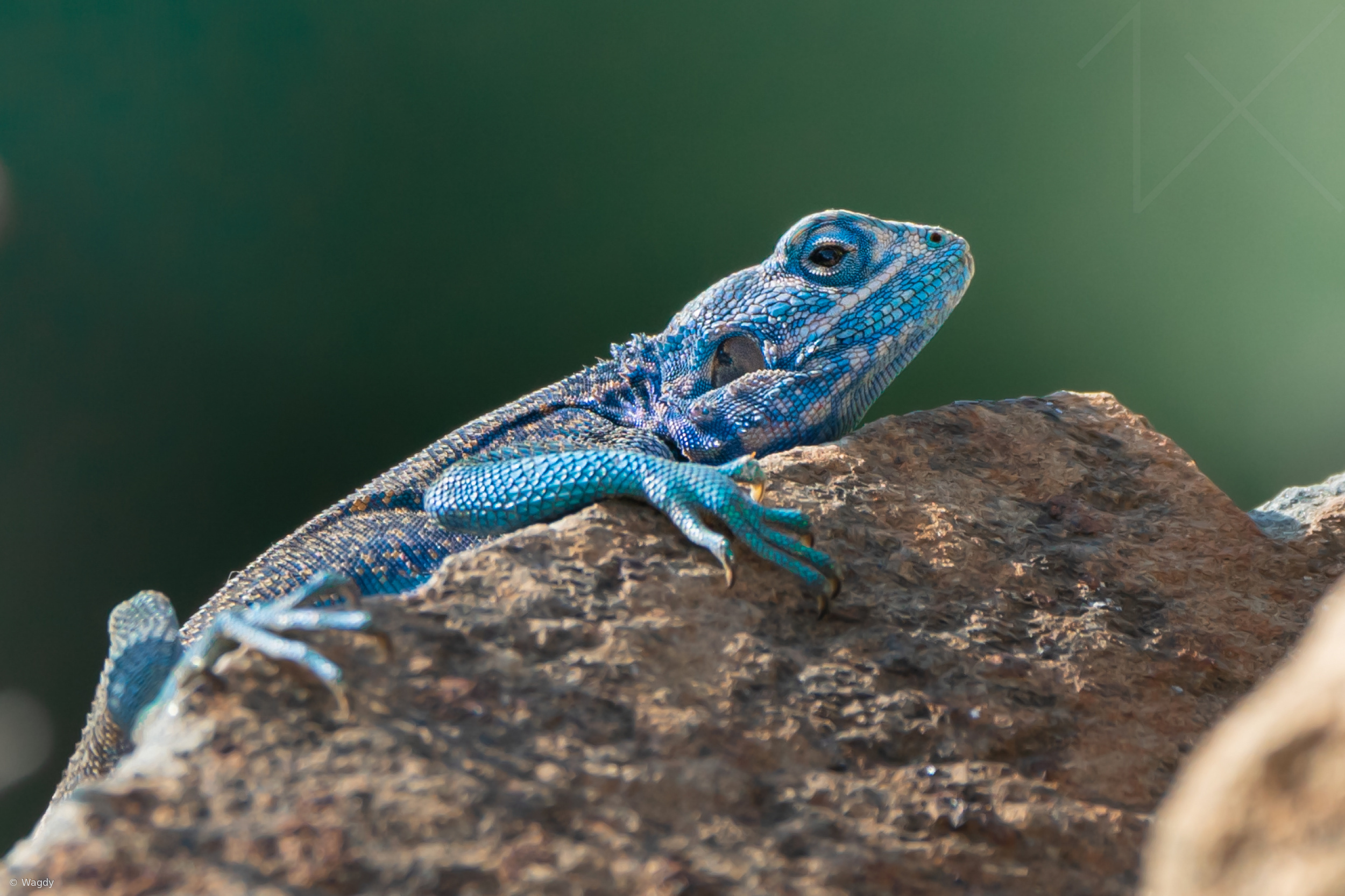 The Blue Sentinel