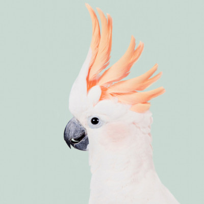 Cockatoo on Mint