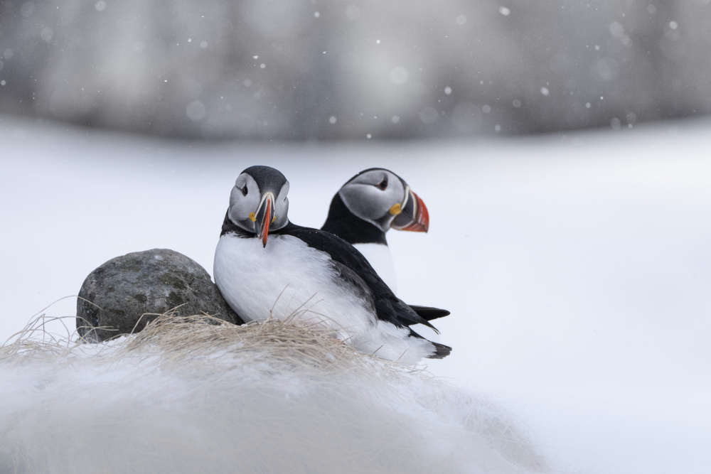 Puffin Pair In Snow by Tom Meier — canvas wall art