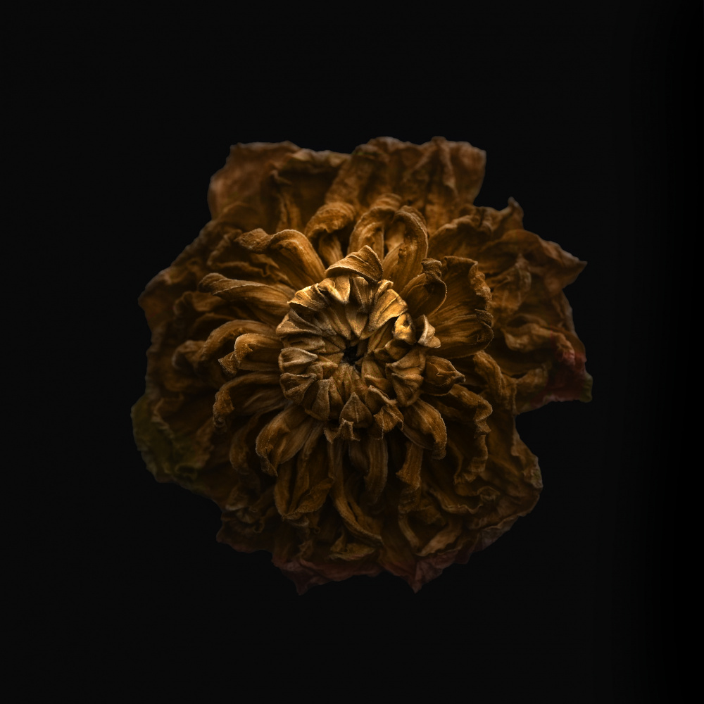 Withered Gold Blossom by Lotte Grønkjær — canvas wall art