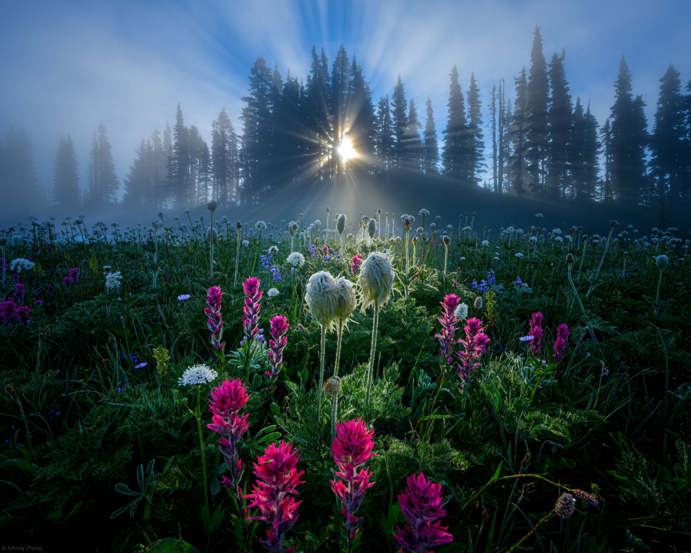 Misty Flower Meadow Sunrise by Johnny Zhang — canvas wall art