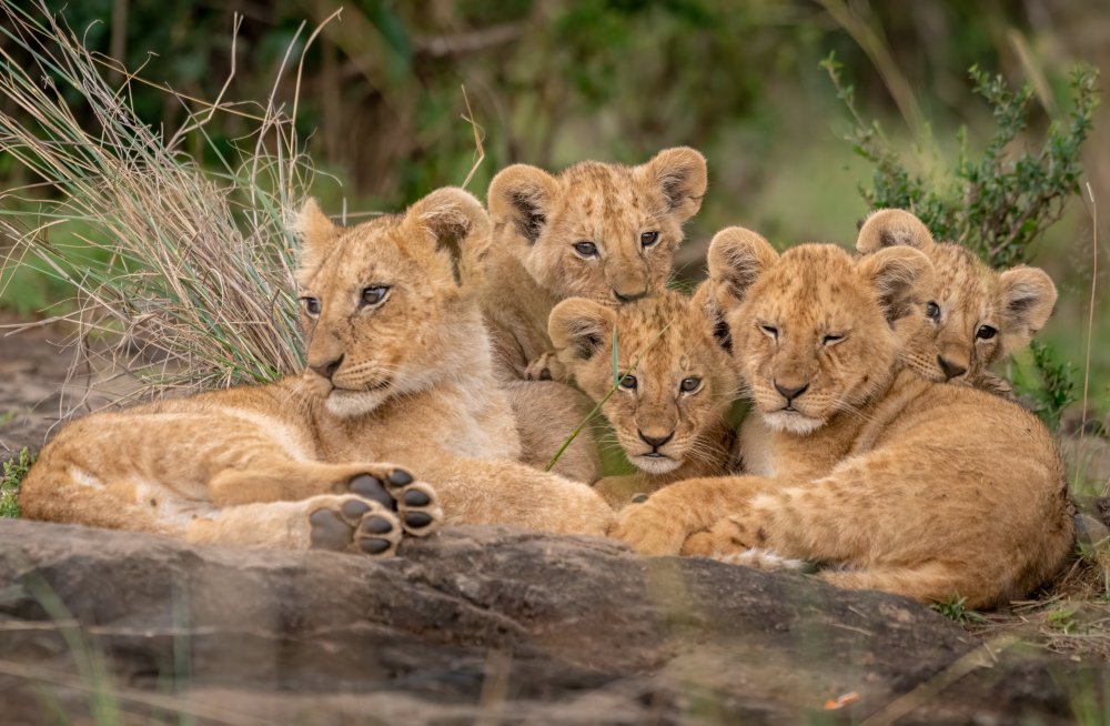 Peaceful Lion Cubs by Daniel Katz — canvas wall art