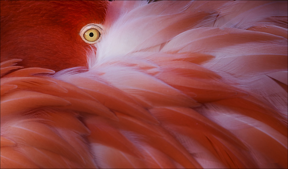 Flamingo's Gentle Gaze by Chris Coenders — canvas wall art