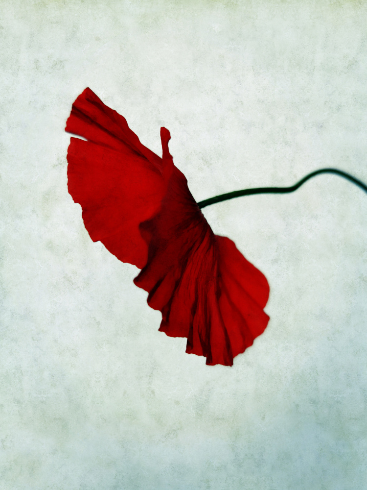 Vibrant Red Poppy by Angelo Cerantola — canvas wall art