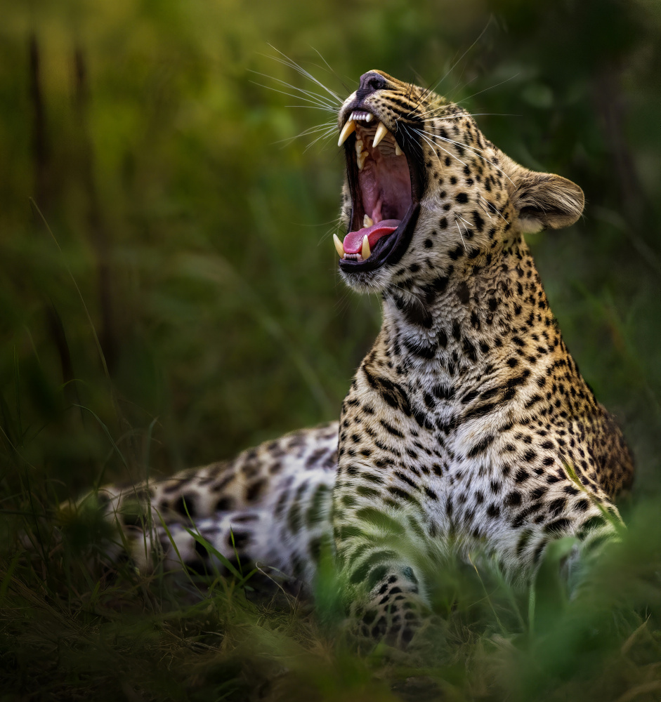 Wild Leopard Yawn by Yousef Abuaisheh — canvas wall art