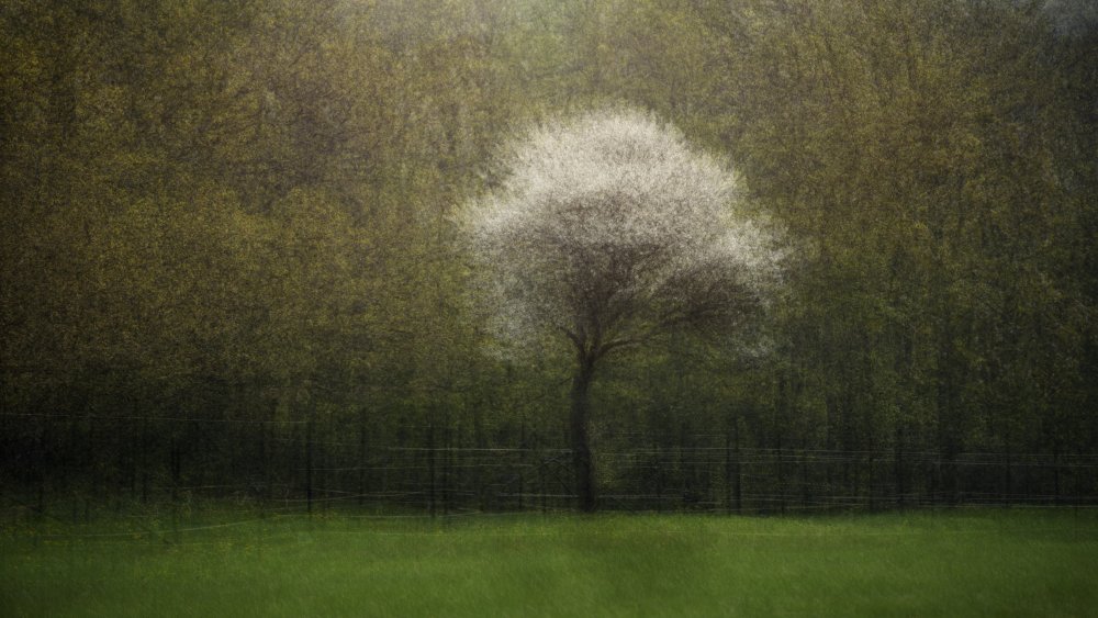 Dreamy Solitary Tree by Katarina Holmström — canvas wall art
