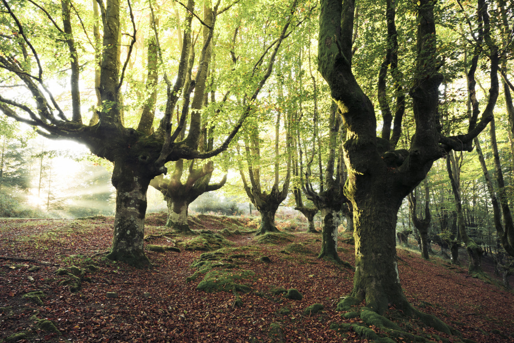Magic Grove by Stefan Hefele — canvas wall art