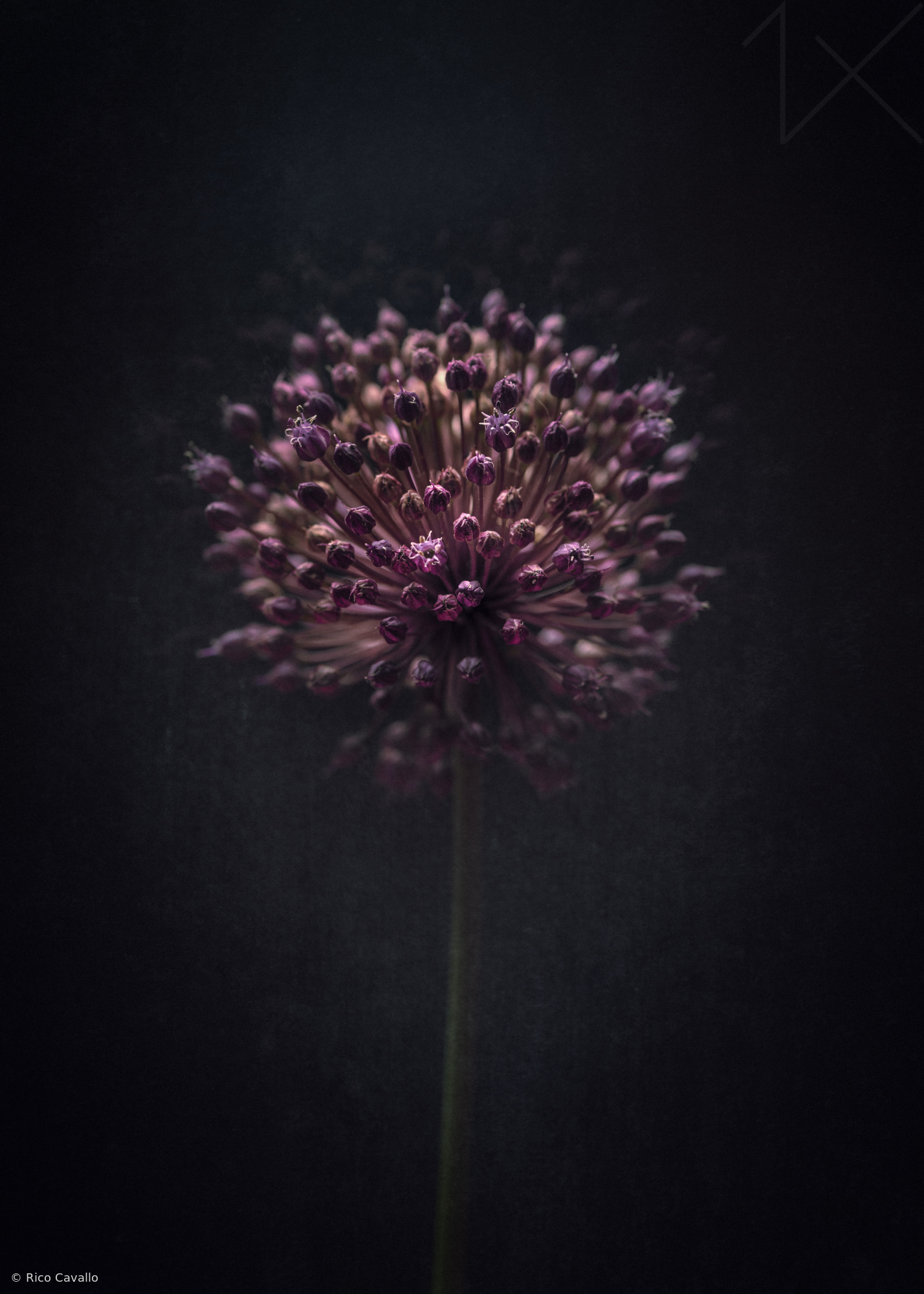 Violet singularity