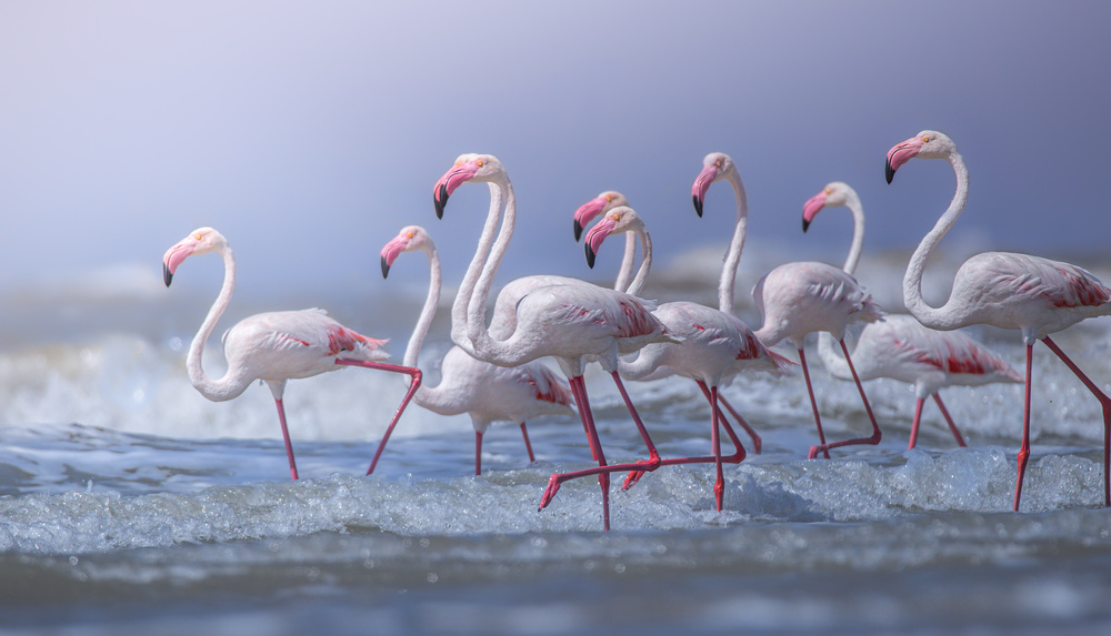 Pink Flamingos Wading by Rahul Wedpathak — canvas wall art