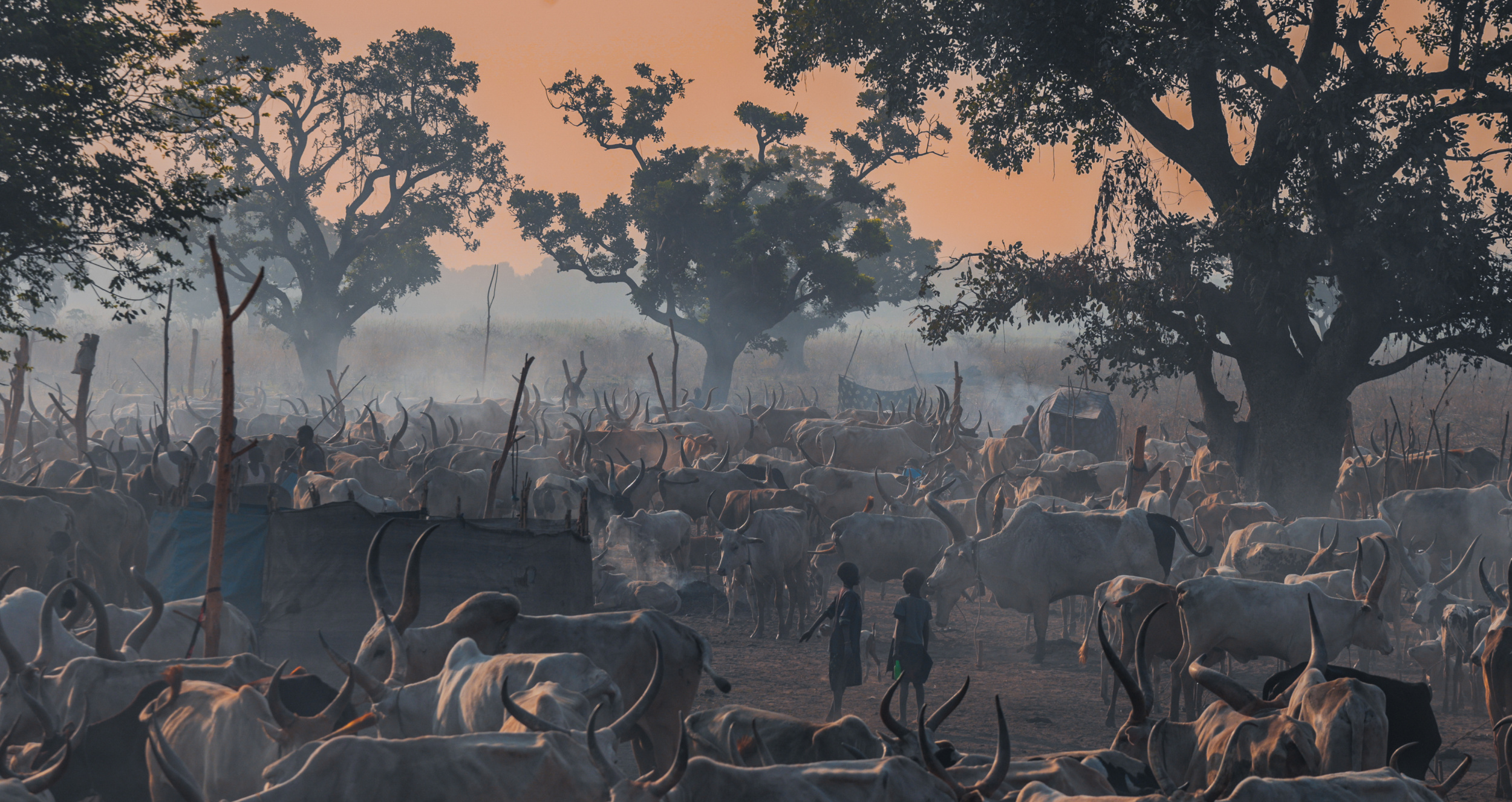 First Light at the Cattle Camp