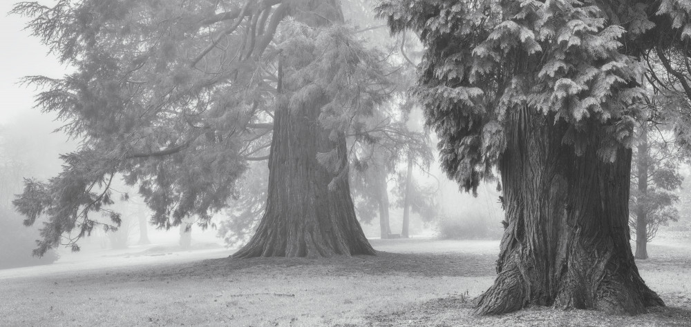 Misty Forest Giants by Ellen Borggreve — canvas wall art