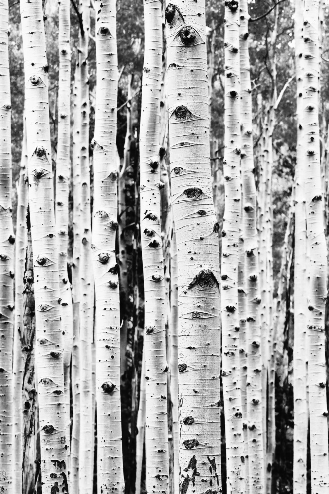 Birches by Kathrin Pienaar — canvas wall art